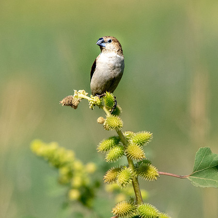 African silverbill