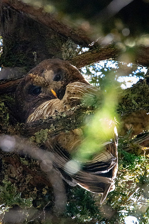 African wood owl