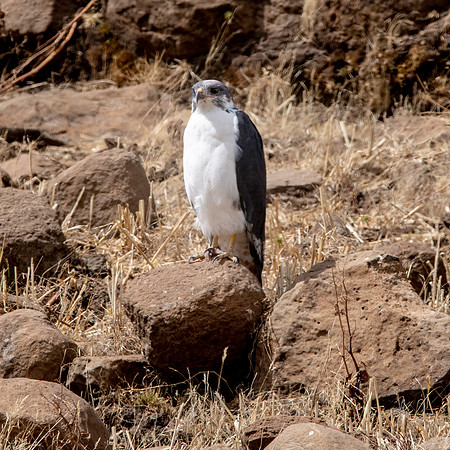 Augur buzzard light morph