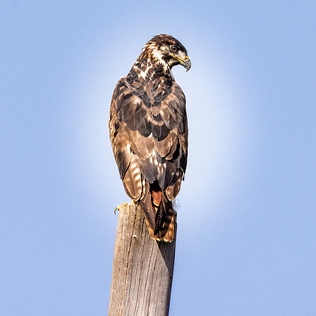 Augur buzzard dark morph