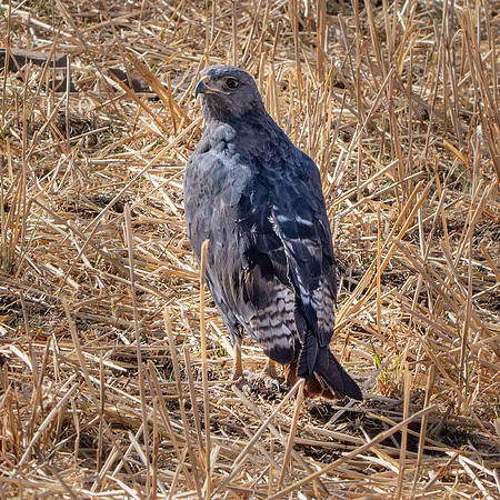 Augur buzzard dark morph