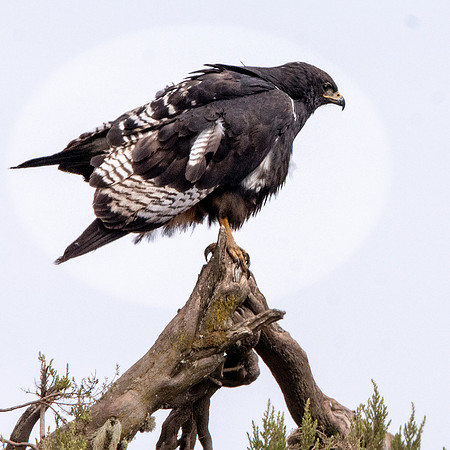 Augur buzzard dark morph