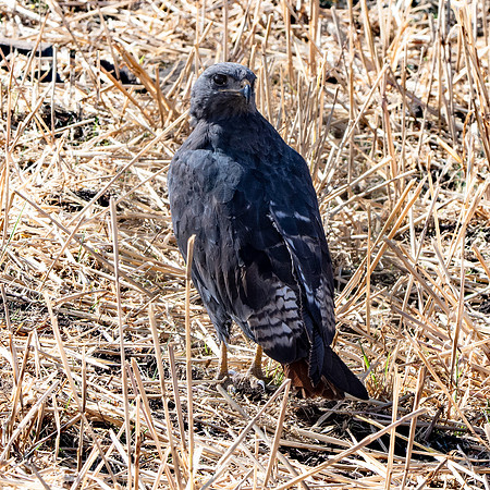 Augur buzzard dark morph
