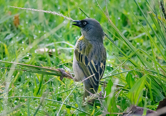 Baglafecht weaver