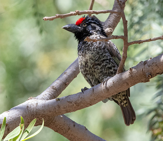 Banded barbet