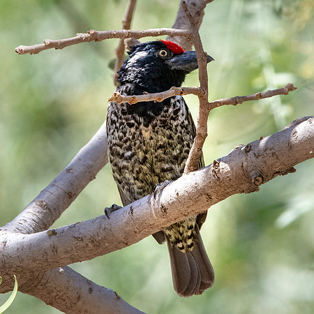 Banded barbet