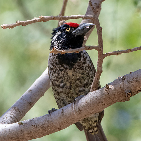 Banded barbet