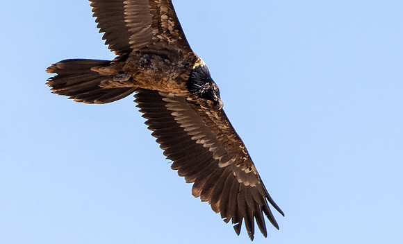 Bearded vulture, lammergeier