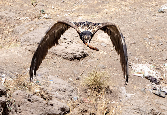 Bearded vulture, lammergeier