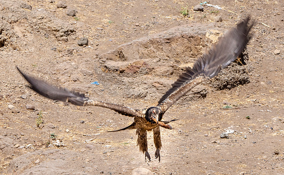 Bearded vulture, lammergeier