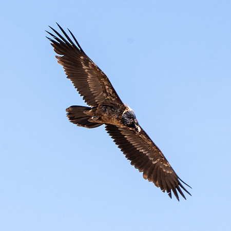 Bearded vulture, lammergeier