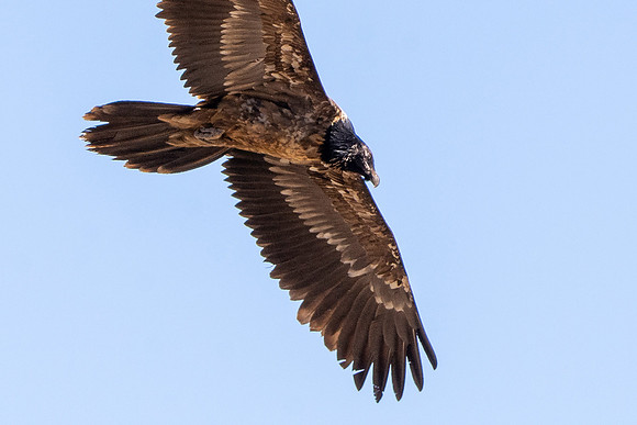 Bearded vulture, lammergeier