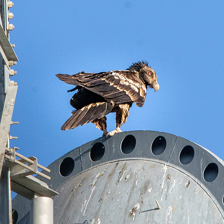 Bearded vulture, lammergeier