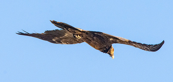 Bearded vulture, lammergeier