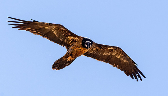 Bearded vulture, lammergeier