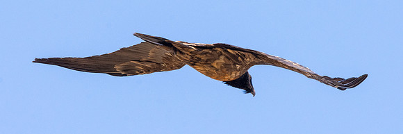 Bearded vulture, lammergeier
