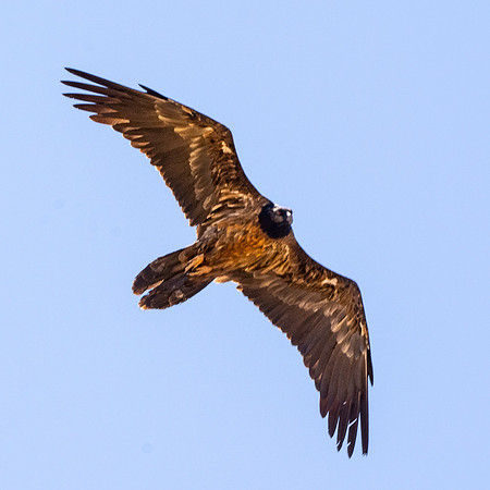 Bearded vulture, lammergeier