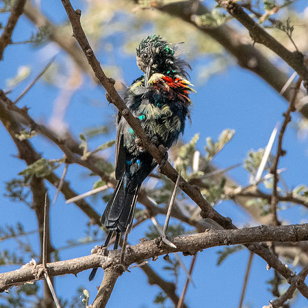 Beautiful sunbird