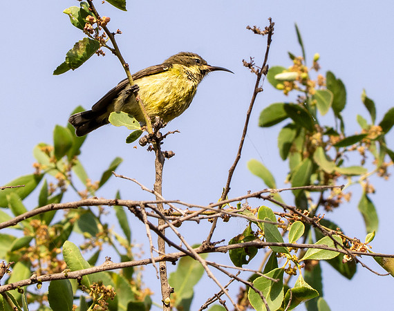 Beautiful sunbird