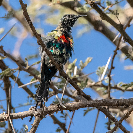 Beautiful sunbird