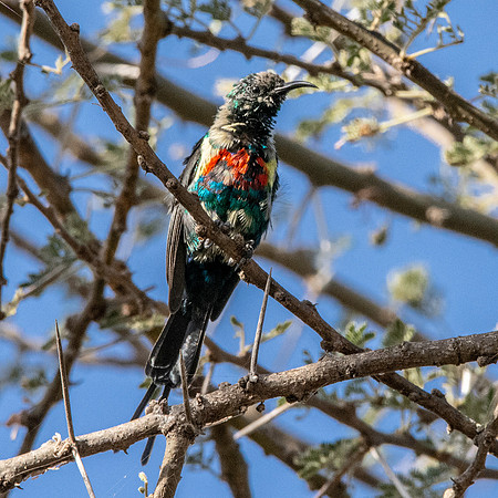 Beautiful sunbird