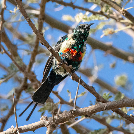 Beautiful sunbird