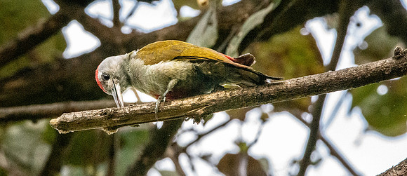 African grey woodpecker
