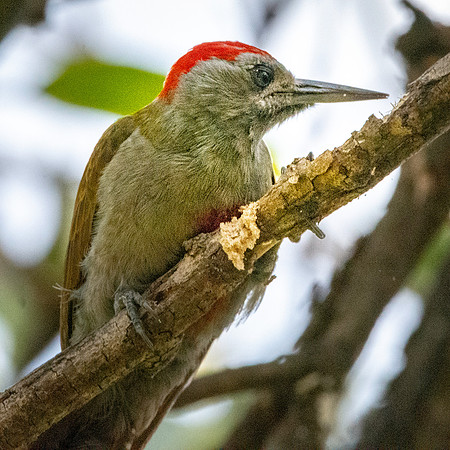 African grey woodpecker