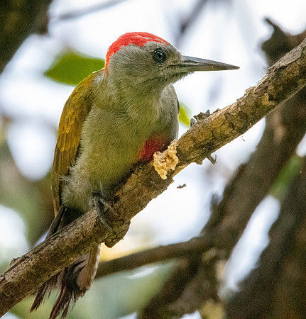 African grey woodpecker