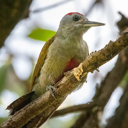 African grey woodpecker