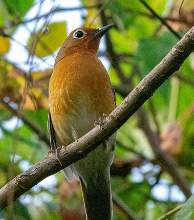 Abyssinian ground thrush