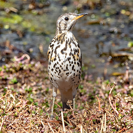 Abyssinian groundscraper thrush