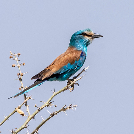 Abyssinian roller