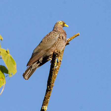 African olive pigeon