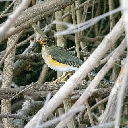 African thrush