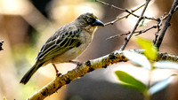 Baglafecht weaver