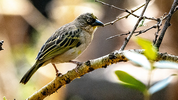 Baglafecht weaver