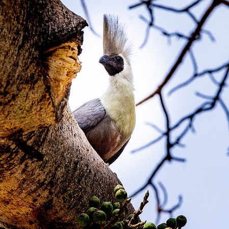 Bare faced go away bird