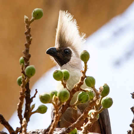 Bare faced go away bird