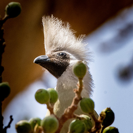 Bare faced go away bird