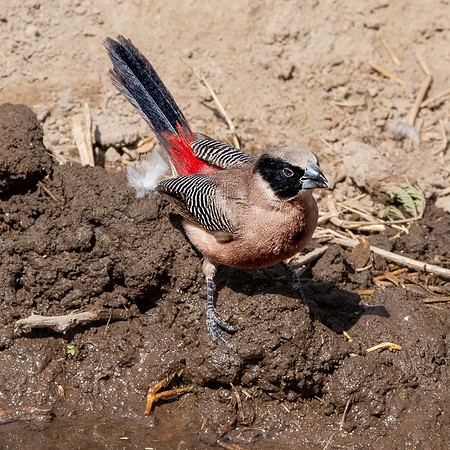 Black cheeked waxbill
