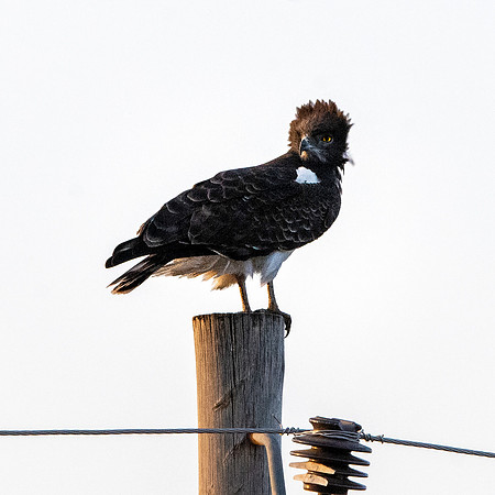 Black chested snake eagle