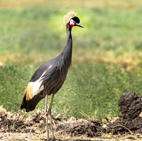 Black crowned crane