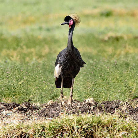 Black crowned crane