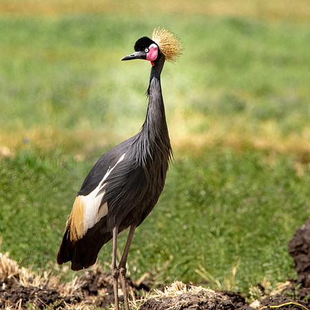 Black crowned crane