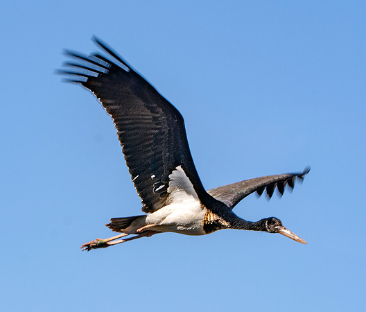 Black stork