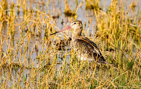 Black tailed godwit