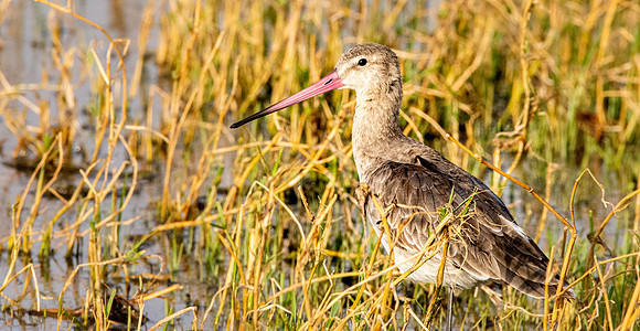 Black tailed godwit