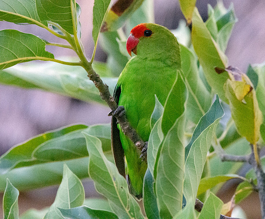 Black winged lovebird