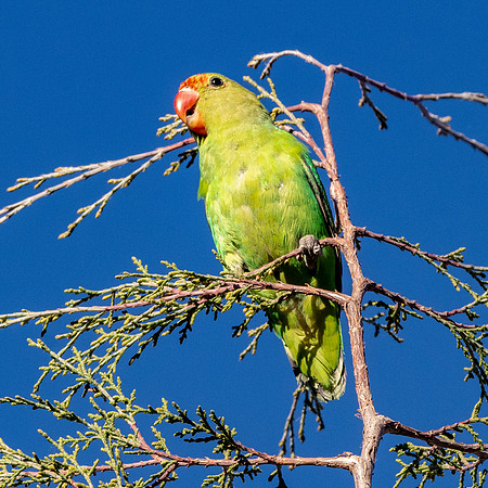 Black winged lovebird